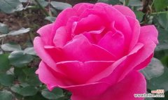 热情与爱的化身——红色月季花 红色月季花的寓意与象征意义