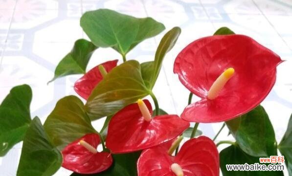 探索红掌的象征意义 红掌寓意与象征风水