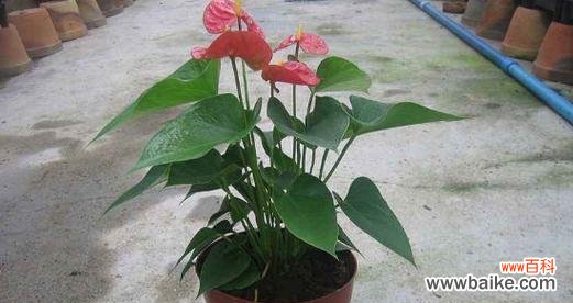 探索红掌的象征意义 红掌寓意与象征风水