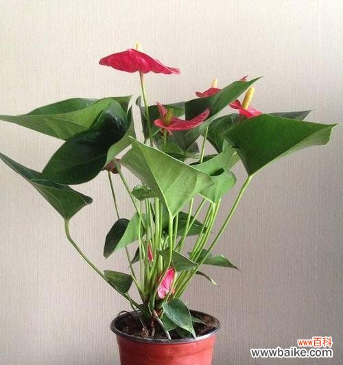 揭示红掌背后的深刻寓意 红掌的象征意义与传统文化