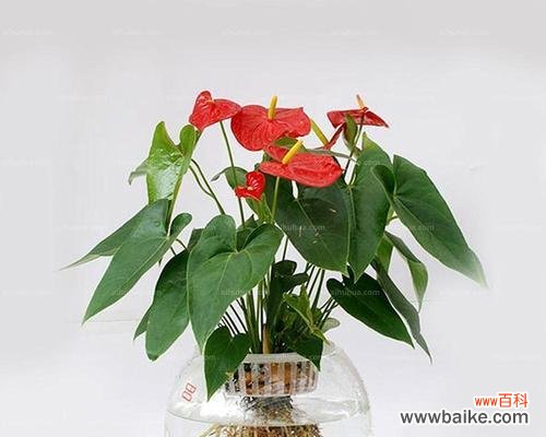 揭示红掌背后的深刻寓意 红掌的象征意义与传统文化