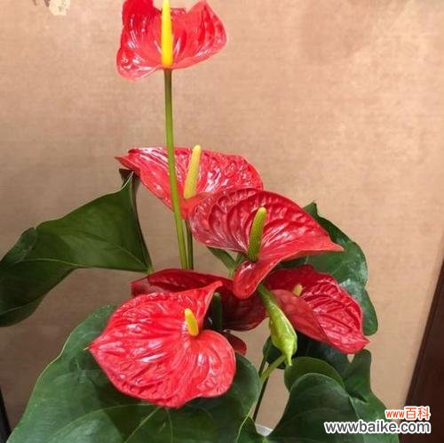 揭示红掌背后的深刻寓意 红掌的象征意义与传统文化