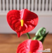 红掌花语解读与文化传承 红掌花的象征意义和寓意