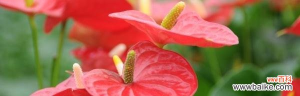 红掌花语解读与文化传承 红掌花的象征意义和寓意