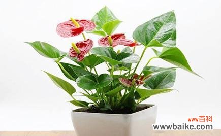 红掌风水的五大寓意及实际效果 红掌风水的意义与作用