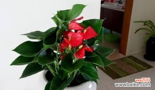 红掌风水的五大寓意及实际效果 红掌风水的意义与作用