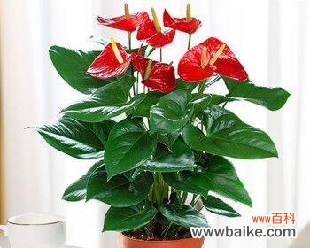 红掌风水的五大寓意及实际效果 红掌风水的意义与作用