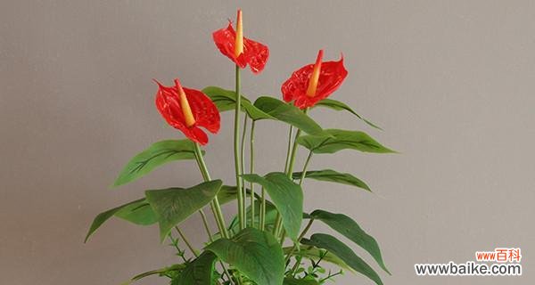 探索红掌在文化与风水中的重要象征意义 红掌的寓意与象征风水之意