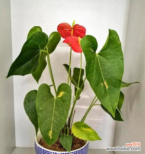 探索红掌在文化与风水中的重要象征意义 红掌的寓意与象征风水之意