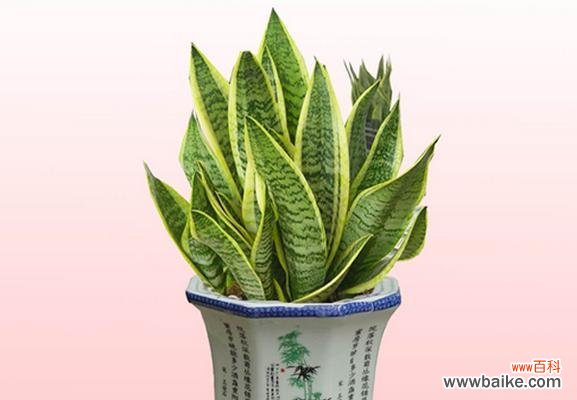 探秘胡杨木在风水中的奥秘 胡杨木的风水寓意与作用