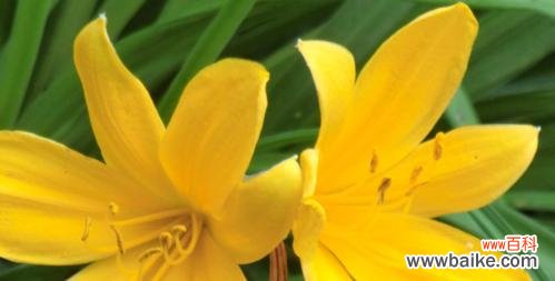 探秘胡杨木在风水中的奥秘 胡杨木的风水寓意与作用