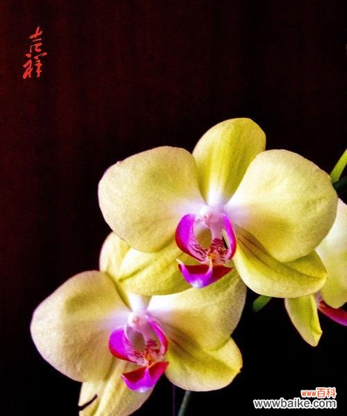 探索蝴蝶兰花语之美 蝴蝶兰花语的寓意——展现神秘与优雅