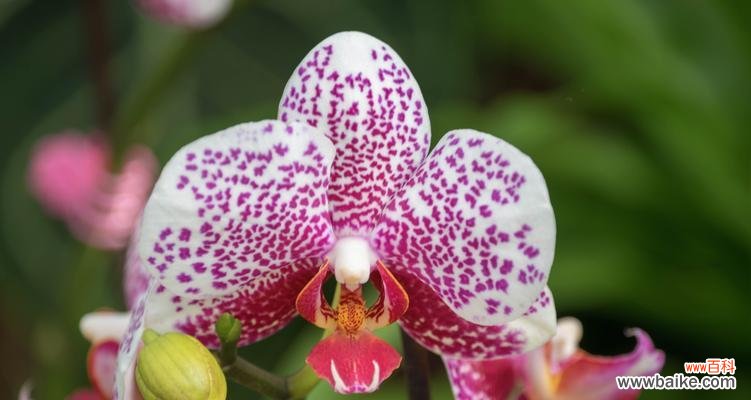 探索蝴蝶兰花语之美 蝴蝶兰花语的寓意——展现神秘与优雅