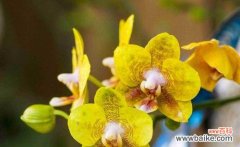 探索蝴蝶兰花朵的象征意义与心灵启示 蝴蝶兰的花语和寓意