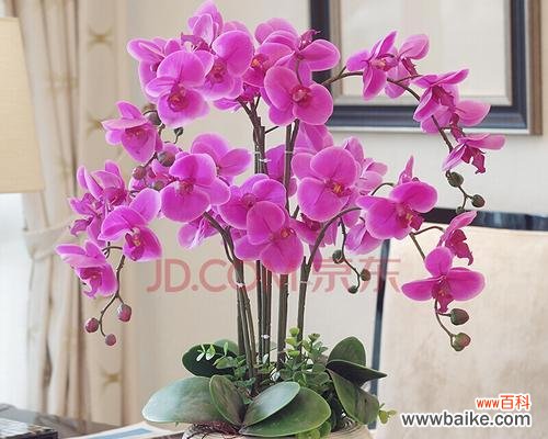 揭秘蝴蝶兰花的风水寓意与摆放位置 蝴蝶兰的风水之谜