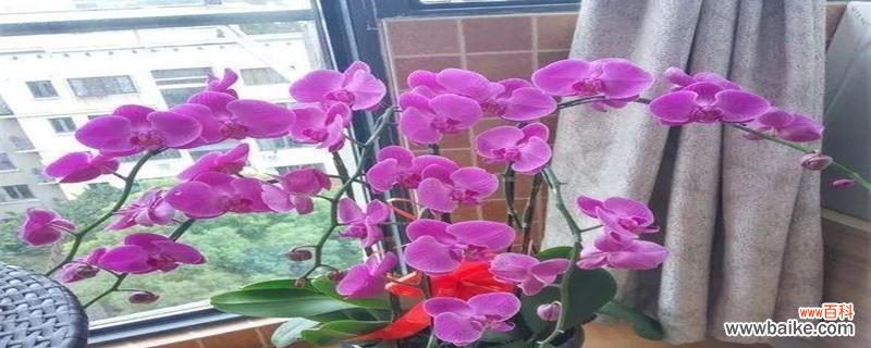 揭秘蝴蝶兰花的风水寓意与摆放位置 蝴蝶兰的风水之谜