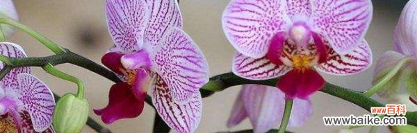 揭秘蝴蝶兰花的风水寓意与摆放位置 蝴蝶兰的风水之谜