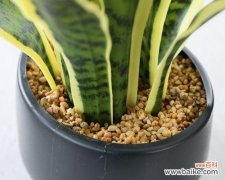 虎皮兰的花语与象征 虎皮兰花