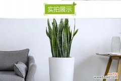 探究虎皮兰的寓意和在风水中的重要作用 虎皮兰的寓意与象征风水