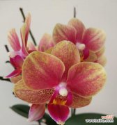 美丽而神秘的花卉——蝴蝶兰 蝴蝶兰的象征与寓意