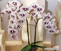 揭秘蝴蝶兰的吉祥寓意与风水象征 蝴蝶兰的寓意与象征风水