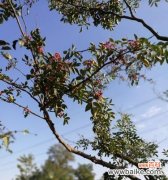 揭示花椒树对家居风水的影响力及象征意义 花椒树的风水作用与寓意