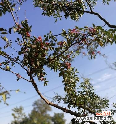 揭示花椒树对家居风水的影响力及象征意义 花椒树的风水作用与寓意