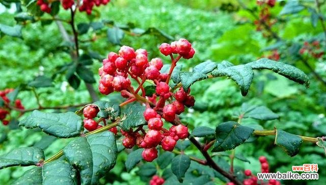 揭示花椒树对家居风水的影响力及象征意义 花椒树的风水作用与寓意