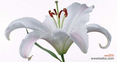 以黄百合为代表的花朵之美与内涵 黄百合的花语与象征意义