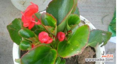 养花爆盆的方法及关键技巧 以花开爆盆，打造精彩花园