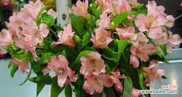 花开寓意的魅力 黄金兰