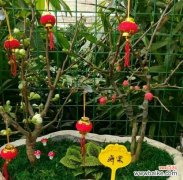 花开寓意的魅力 黄金兰