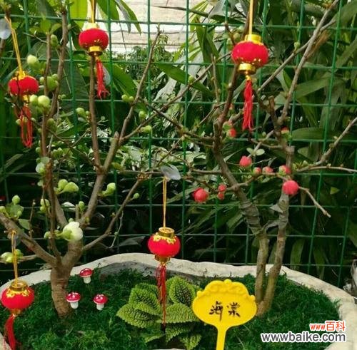 花开寓意的魅力 黄金兰