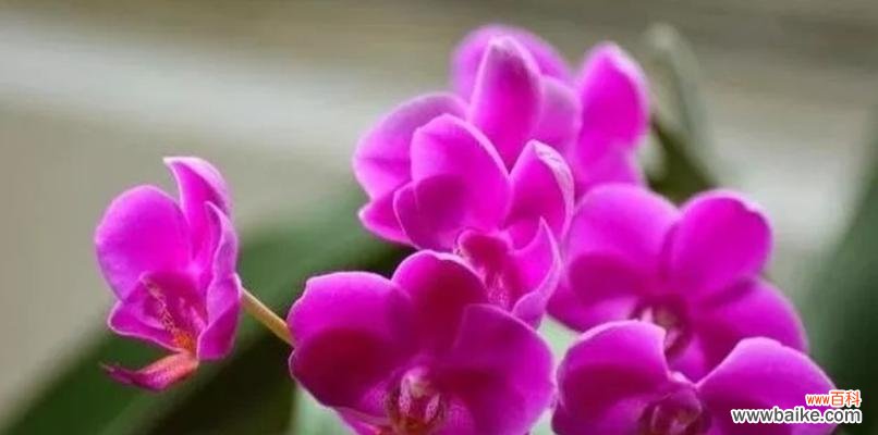 解读黄蝴蝶兰的十大花语与寓意 黄蝴蝶兰的花语和寓意