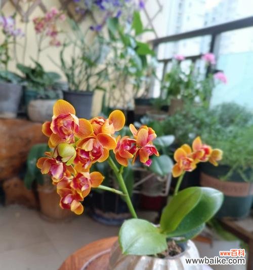 解读黄蝴蝶兰的十大花语与寓意 黄蝴蝶兰的花语和寓意