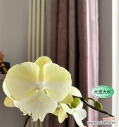 解读黄蝴蝶兰的十大花语与寓意 黄蝴蝶兰的花语和寓意