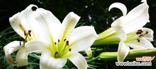 探秘黄百合花的美丽寓意 黄百合花的花语和寓意