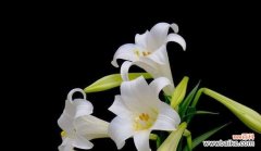 探秘黄百合花的美丽寓意 黄百合花的花语和寓意