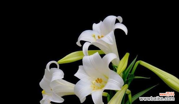 探秘黄百合花的美丽寓意 黄百合花的花语和寓意