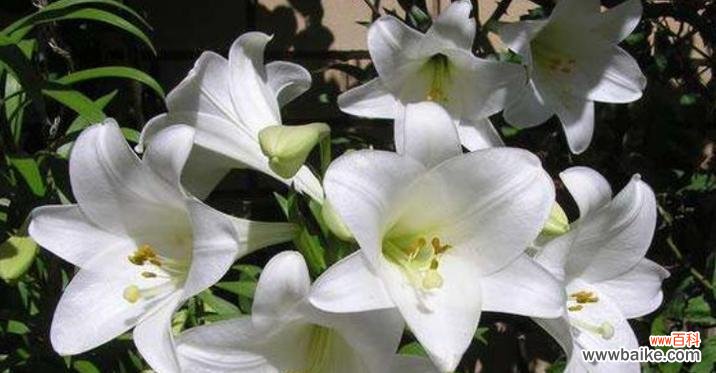 探秘黄百合花的美丽寓意 黄百合花的花语和寓意