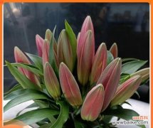 探寻黄百合花的内涵与花语 黄百合花的象征意义与美丽魅力