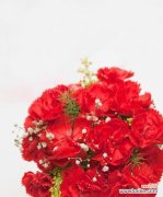 黄康乃馨花语的深层含义及其对人类生活的启示 以黄康乃馨的花语探索人与自然的和谐之道