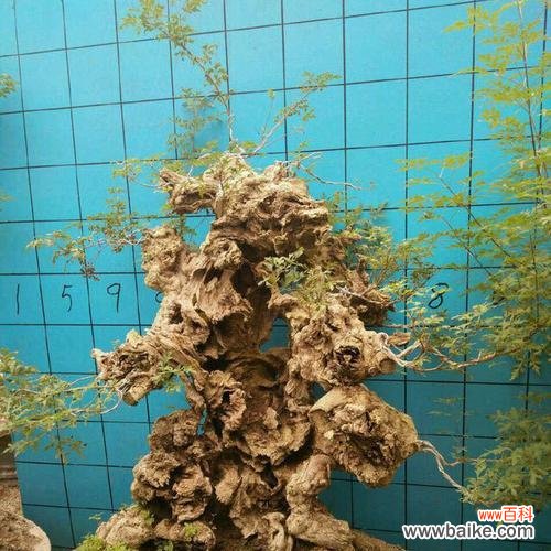 打造和谐幸福的家居环境 以黄荆树的风水作用黄荆盆景的风水寓意