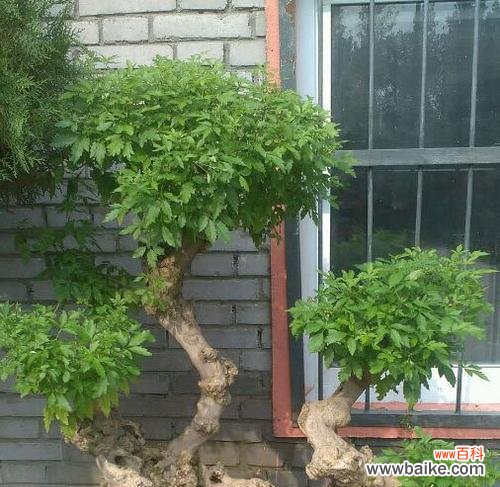 打造和谐幸福的家居环境 以黄荆树的风水作用黄荆盆景的风水寓意