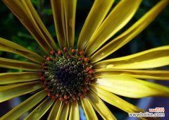 探索黄色花的情感寓意与自然奇观 黄色花的象征意义与美妙之处