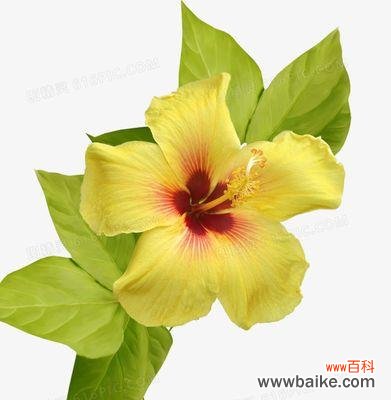 探索黄色花的情感寓意与自然奇观 黄色花的象征意义与美妙之处