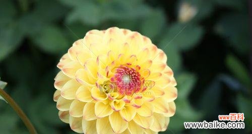 探索黄色花的情感寓意与自然奇观 黄色花的象征意义与美妙之处