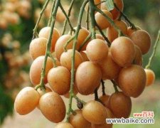 探讨黄皮果树在风水学中的重要性及摆放位置 黄皮果树的风水寓意与摆放位置