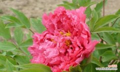 探索黄牡丹花在文化中的独特代表性 黄牡丹花的象征意义