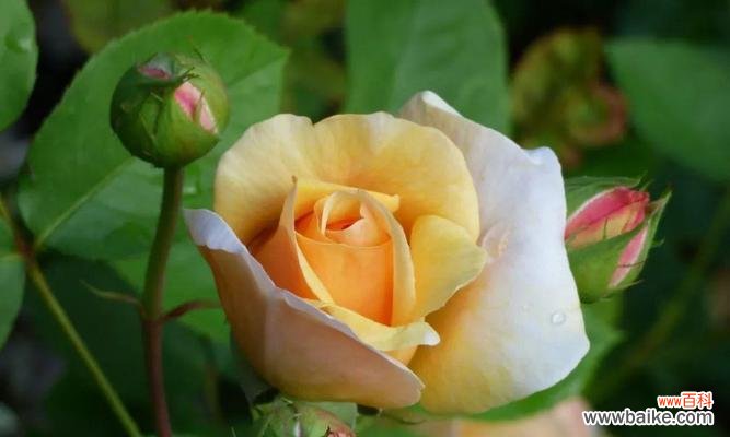 探索黄玫瑰的深层意义 黄玫瑰花语